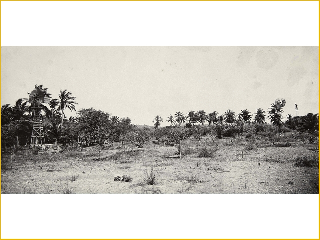 boomgaard op plantage coraal tabak TM 60019491 Soublette et fils